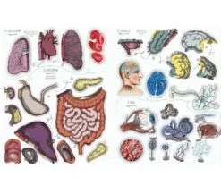 LIBRO CON ADESIVI - IL CORPO UMANO -Magasin De Jouets Pour Bébés Et Tout-Petits libro con adesivi il corpo umano 9781409563174 usborne 3